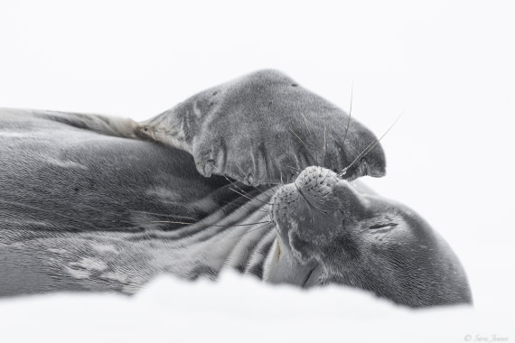 OTL28-25, Day 7, Weddell Seal 3 © Sara Jenner - Oceanwide Expeditions.jpg