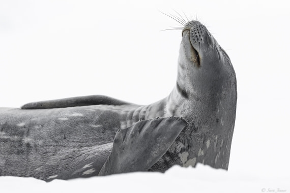 OTL28-25, Day 7, Weddell Seal 4 © Sara Jenner - Oceanwide Expeditions.jpg