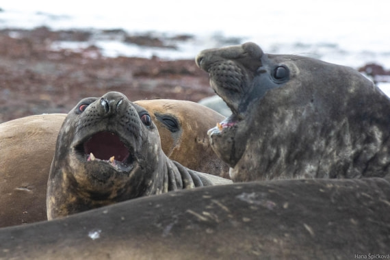 OTL28-25, Day 8, _DSC6173 © Hana Spickova - Oceanwide Expeditions.jpg