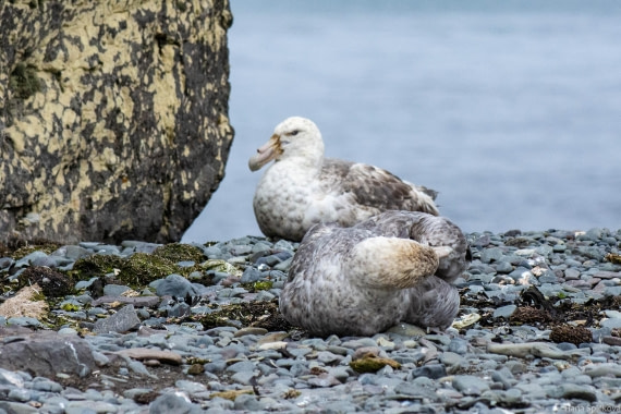 OTL28-25, Day 8, _DSC6177 © Hana Spickova - Oceanwide Expeditions.jpg