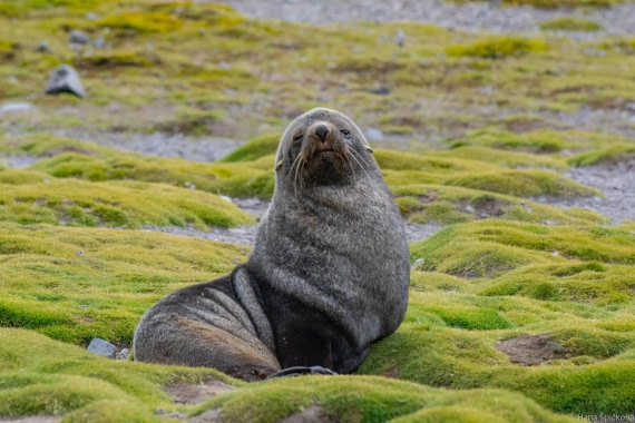 OTL28-25, Day 8, _DSC6189 © Hana Spickova - Oceanwide Expeditions.jpg