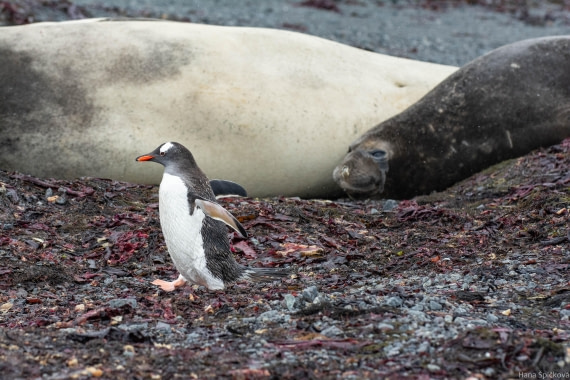 OTL28-25, Day 8, _DSC6198 © Hana Spickova - Oceanwide Expeditions.jpg