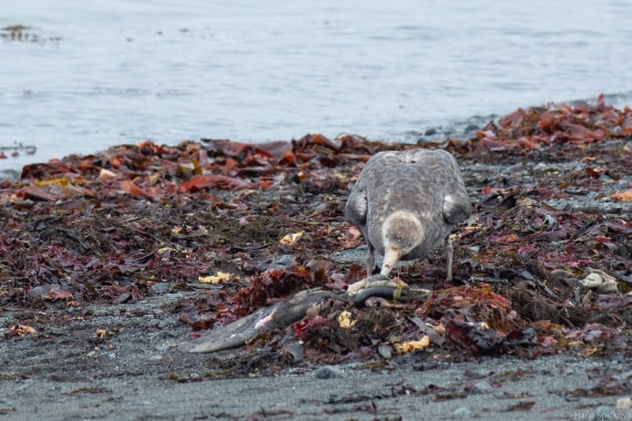 OTL28-25, Day 8, _DSC6199 © Hana Spickova - Oceanwide Expeditions.jpg