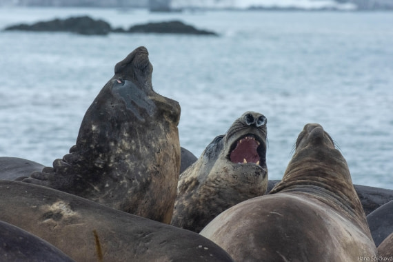 OTL28-25, Day 8, _DSC6256 © Hana Spickova - Oceanwide Expeditions.jpg