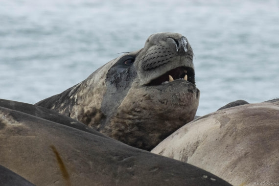 OTL28-25, Day 8, _DSC6265 © Hana Spickova - Oceanwide Expeditions.jpg