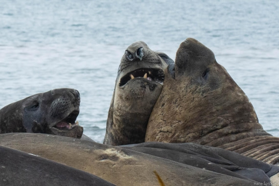 OTL28-25, Day 8, _DSC6273 © Hana Spickova - Oceanwide Expeditions.jpg