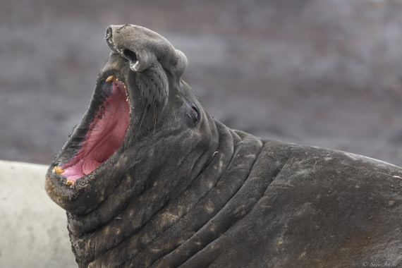 OTL28-25, Day 8, Elephant seal 1 © Sara Jenner - Oceanwide Expeditions.jpg