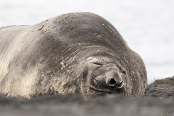 OTL28-25, Day 8, Elephant seal 3 © Sara Jenner - Oceanwide Expeditions.jpg
