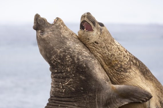 OTL28-25, Day 8, Elephant seal 12 © Sara Jenner - Oceanwide Expeditions.jpg