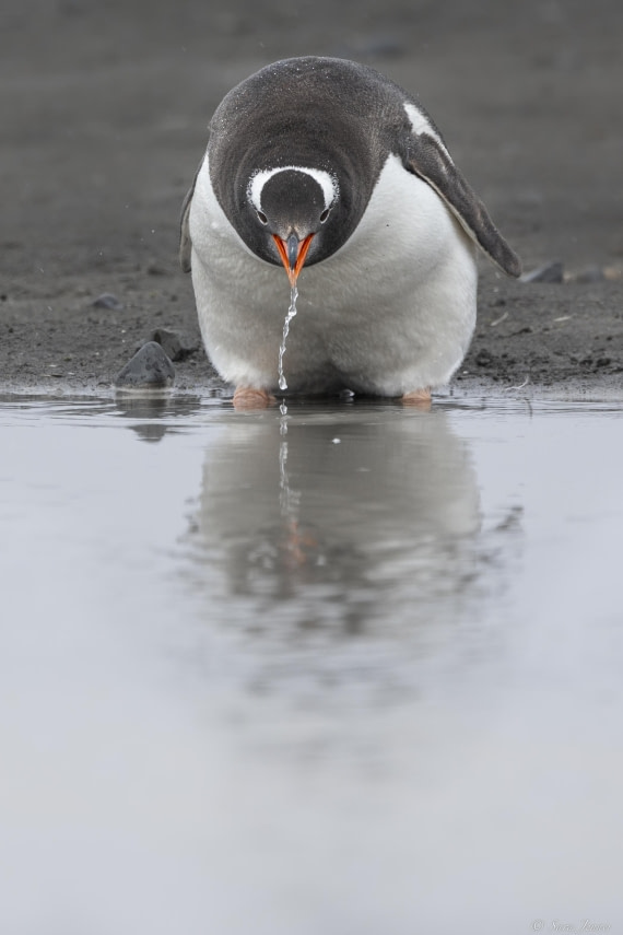 OTL28-25, Day 8, Gentoo drinking b © Sara Jenner - Oceanwide Expeditions.jpg