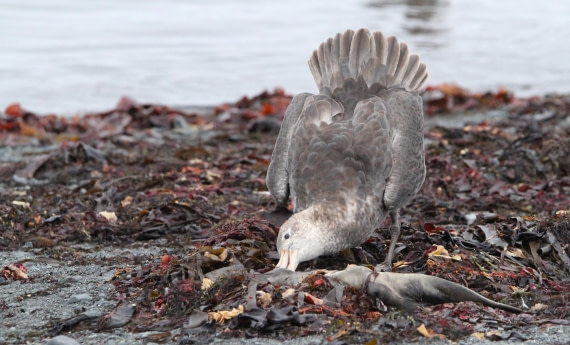 OTL28-25, Day 8, IMG_2416 © Unknown photographer - Oceanwide Expeditions.JPG