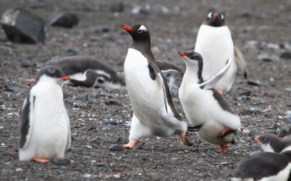 OTL28-25, Day 8, IMG_2458 © Unknown photographer - Oceanwide Expeditions.JPG