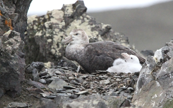 OTL28-25, Day 8, IMG_2548 © Unknown photographer - Oceanwide Expeditions.JPG