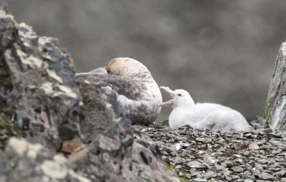 OTL28-25, Day 8, IMG_2579 © Unknown photographer - Oceanwide Expeditions.JPG