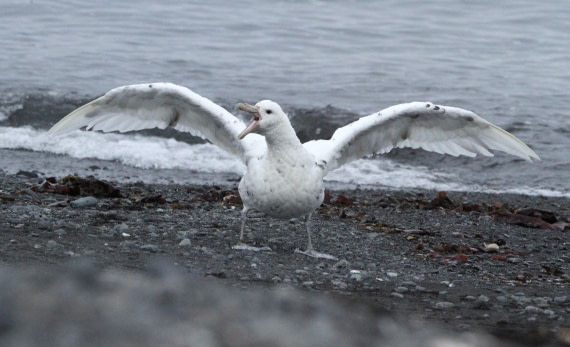 OTL28-25, Day 8, IMG_2675 © Unknown photographer - Oceanwide Expeditions.JPG