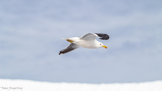 OTL28-25, Day 8, IMG_7185 © Koen Jongerling - Oceanwide Expeditions.jpg