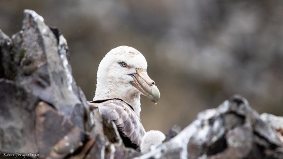 OTL28-25, Day 8, IMG_7200 © Koen Jongerling - Oceanwide Expeditions.jpg