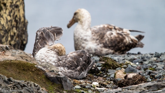 OTL28-25, Day 8, IMG_7210 © Koen Jongerling - Oceanwide Expeditions.jpg