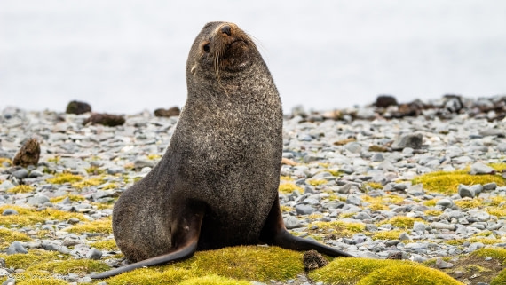 OTL28-25, Day 8, IMG_7211 © Koen Jongerling - Oceanwide Expeditions.jpg