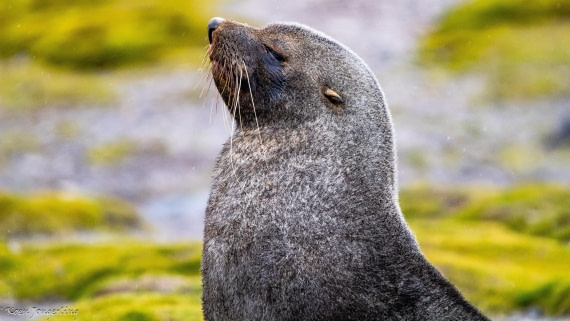 OTL28-25, Day 8, IMG_7225 © Koen Jongerling - Oceanwide Expeditions.jpg