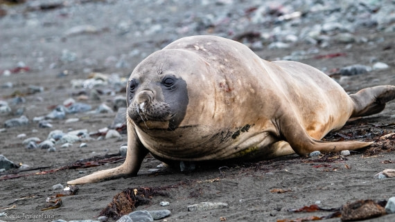 OTL28-25, Day 8, IMG_7259 © Koen Jongerling - Oceanwide Expeditions.jpg