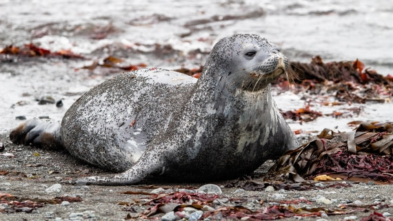 OTL28-25, Day 8, IMG_7265 © Koen Jongerling - Oceanwide Expeditions.jpg