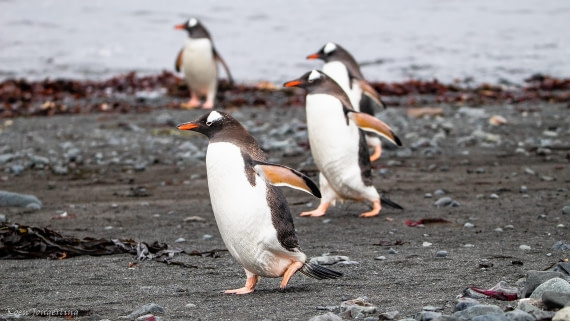 OTL28-25, Day 8, IMG_7276 © Koen Jongerling - Oceanwide Expeditions.jpg