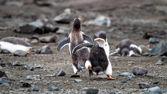 OTL28-25, Day 8, IMG_7304 © Koen Jongerling - Oceanwide Expeditions.jpg