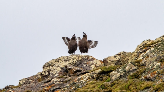 OTL28-25, Day 8, IMG_7313 © Koen Jongerling - Oceanwide Expeditions.jpg