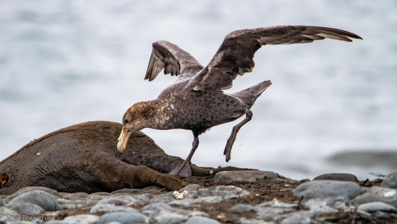 OTL28-25, Day 8, IMG_7322 © Koen Jongerling - Oceanwide Expeditions.jpg