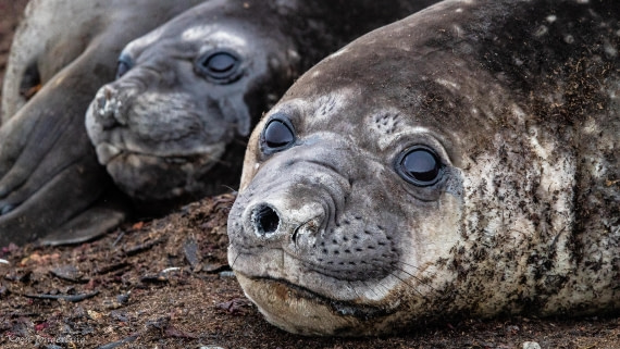 OTL28-25, Day 8, IMG_7335 © Koen Jongerling - Oceanwide Expeditions.jpg