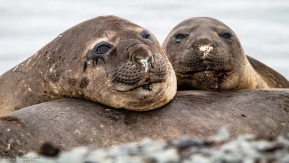 OTL28-25, Day 8, IMG_7343 © Koen Jongerling - Oceanwide Expeditions.jpg