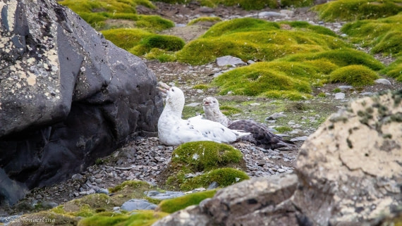 OTL28-25, Day 8, IMG_7349 © Koen Jongerling - Oceanwide Expeditions.jpg