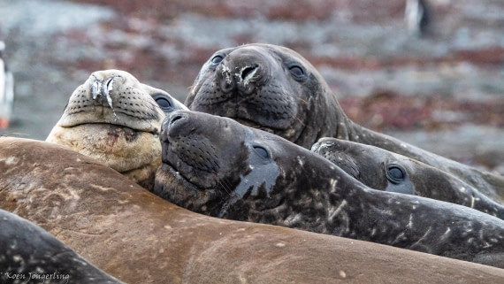 OTL28-25, Day 8, IMG_7364 © Koen Jongerling - Oceanwide Expeditions.jpg