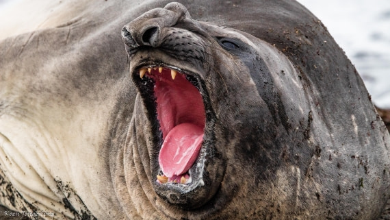 OTL28-25, Day 8, IMG_7381 © Koen Jongerling - Oceanwide Expeditions.jpg