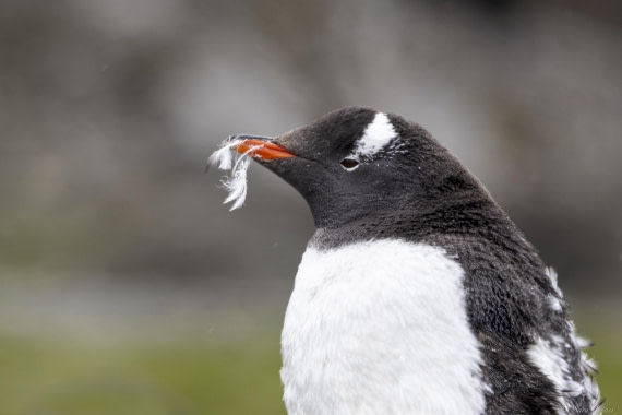 OTL28-25, Day 8, Moulting gentoo 1 © Sara Jenner - Oceanwide Expeditions.jpg