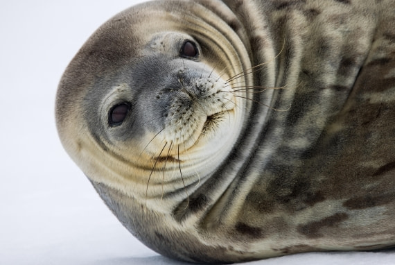 A Cute Seal