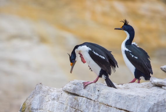 A Couple of Imperials