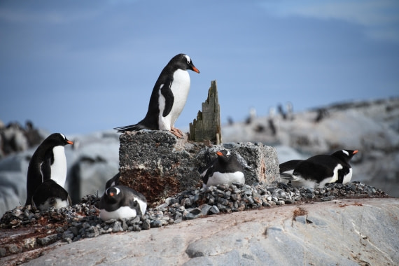 Adelie Chick Saying I Am Not The One In Trouble