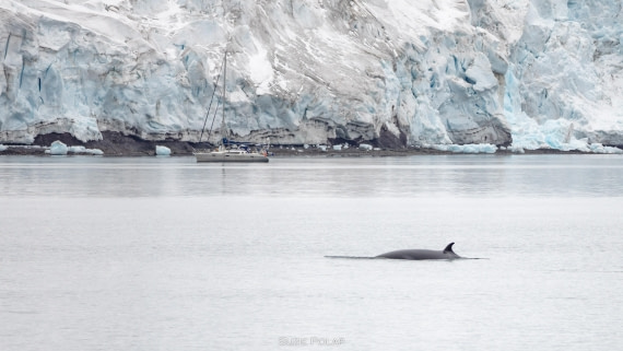 PLA27-25, Day 16, 31st Jan Yankee Harbour-2 © Susanne Polap - Oceanwide Expeditions.jpg