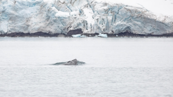 PLA27-25, Day 16, 31st Jan Yankee Harbour-3 © Susanne Polap - Oceanwide Expeditions.jpg