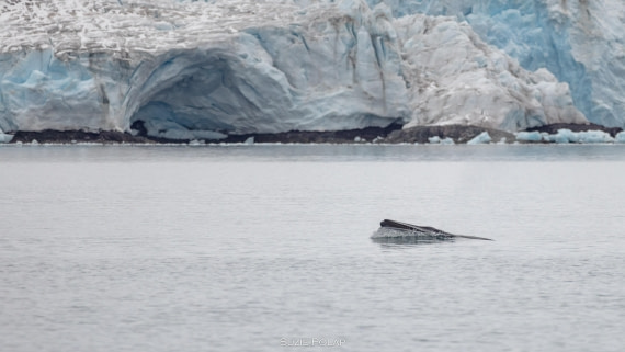 PLA27-25, Day 16, 31st Jan Yankee Harbour-4 © Susanne Polap - Oceanwide Expeditions.jpg