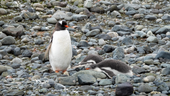 PLA27-25, Day 16, DSC03902-2 © Unknown photographer - Oceanwide Expeditions.jpg