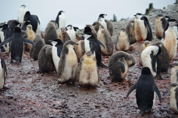 PLA27-25, Day 16, IMGP3188 © Unknown photographer - Oceanwide Expeditions.JPG