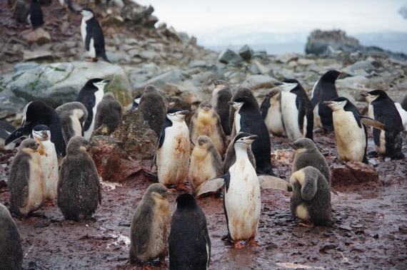 PLA27-25, Day 16, IMGP3216 © Unknown photographer - Oceanwide Expeditions.JPG