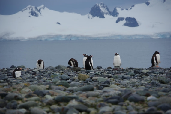 PLA27-25, Day 16, IMGP3300 © Unknown photographer - Oceanwide Expeditions.JPG