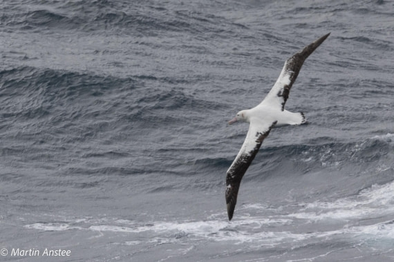 PLA27-25, Day 18, 095A1093 © Martin Anstee - Oceanwide Expeditions.JPG