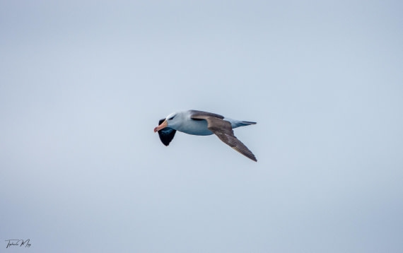 PLA27-25, Day 2, DSC04223 © Tiphanie May - Oceanwide Expeditions.jpg