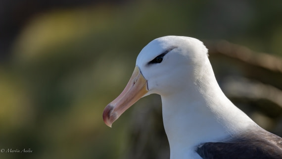 PLA27-25, Day 3, 088A5192 © Martin Anstee - Oceanwide Expeditions.jpg