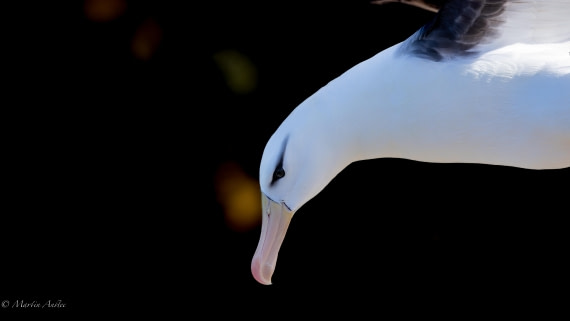 PLA27-25, Day 3, 088A5194 © Martin Anstee - Oceanwide Expeditions.jpg